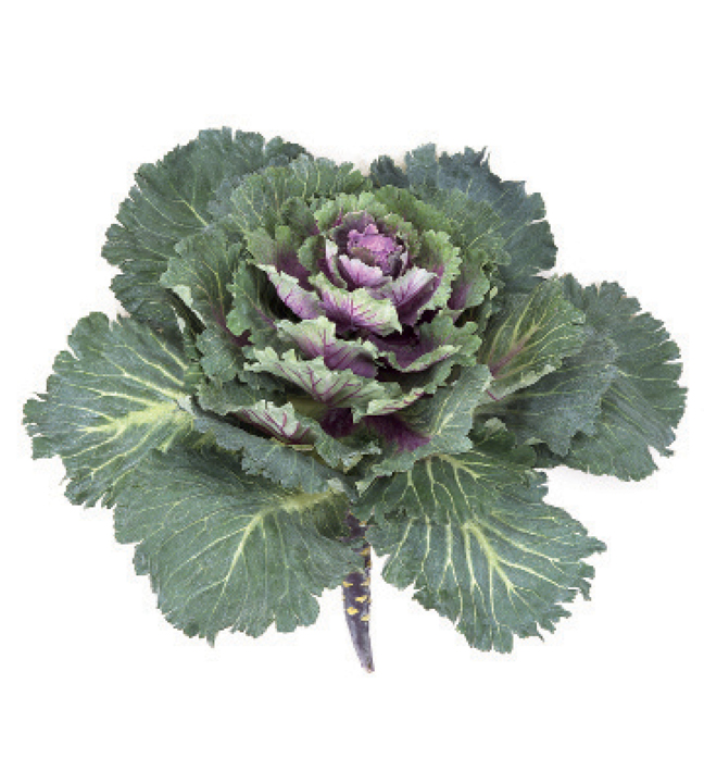 Flowering Green/Purple Kale 14" Dia.